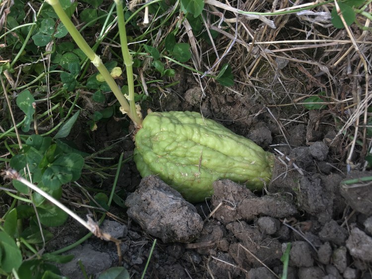 ハヤトウリ 隼人瓜 の育て方・栽培方法LOVEGREEN ラブグリーン