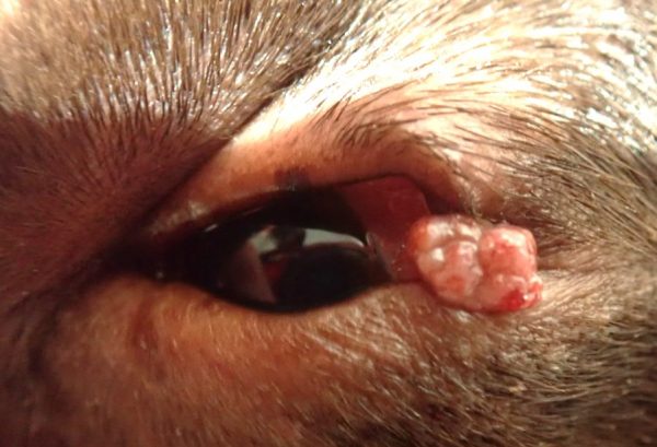 霰粒腫 さんりゅうしゅ- あいむ動物病院 西船橋