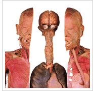 不思議発見シリーズ 1 人体の不思議発見70110エターナルライフプロジェクト信仰書WINGS いのちの ことば社公式通販サイト 聖書、キリスト教書籍、教会用品の専門通販