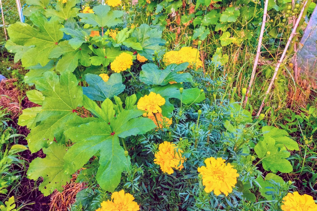 オクラと相性の良いコンパニオンプランツは？一緒に植えてはいけない植物はある？ – 家庭菜園の教科書