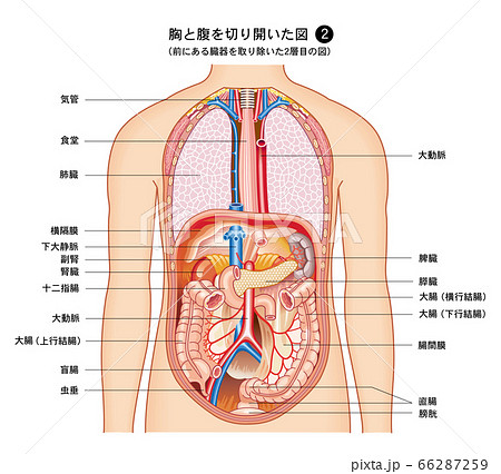 体の部位の名前 介護で役立つ「骨」の専門用語を人体図で紹介介護健康福祉のお役立ち通信