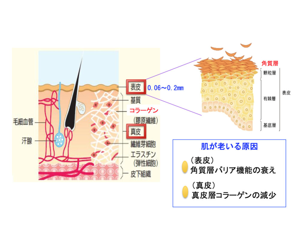 地質図の見方地質を学ぶ、地球を知る産総研 地質調査総合センターGeological Survey of Japan, AIST