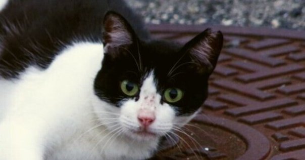 よつ葉医院 上井草の採用・求人情報-engage