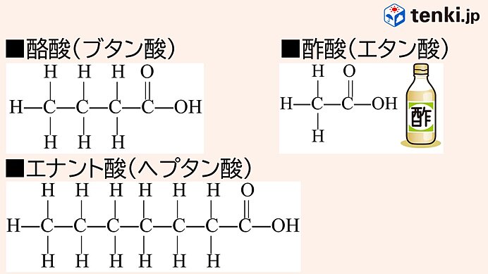 ぎんなん 銀杏 の実の食べ方・下処理 - 雪国ぎんなん - おぐにふる里銀杏便り