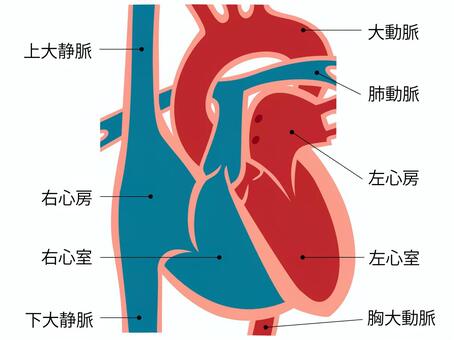 医師監修・作成 大動脈瘤の治療について：手術やカテーテル治療 ステントグラフト挿入術 の適応やその内容についてMEDLEY メドレー