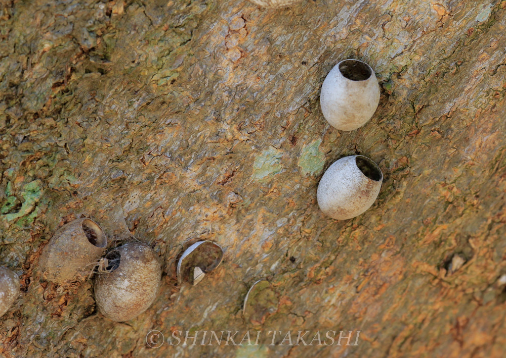 イラガの繭を巡る２・３の生き物 - 旧｢いもむしうんちは雨の音｣置き場