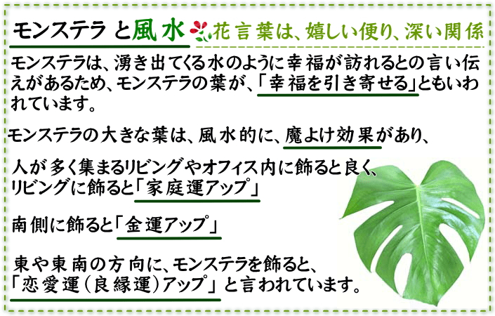 観葉植物 モンステラ 風水 家庭運 健康運 癒し 人気開運! 風水生活.life