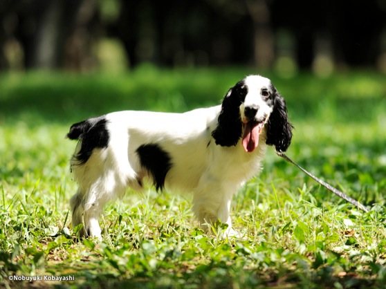 イングリッシュコッカースパニエル English Cocker Spaniel日本ペットシッターサービス