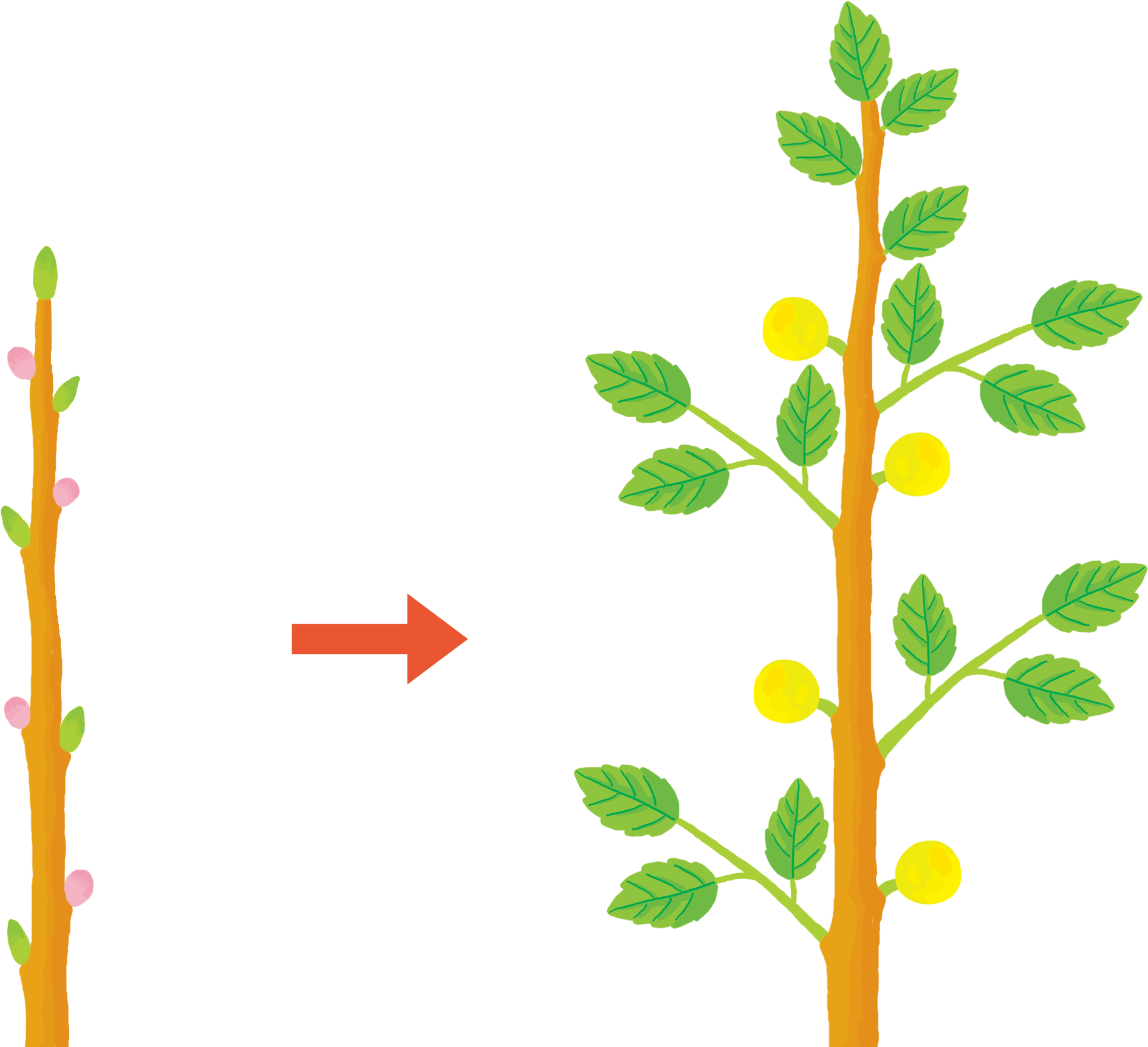 剪定枝の片づけが忙しくなりました。 - 最新情報, 果樹園日記砥山ふれあい果樹園