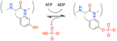 受容体型チロシンホスファターゼの機能と病態―R3サブタイプチロシンホスファターゼを中心に