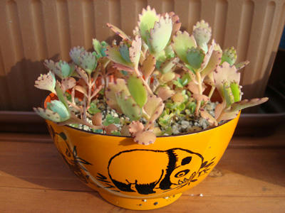 1 26 子宝草の花が咲いたsanta-baabaのブログ