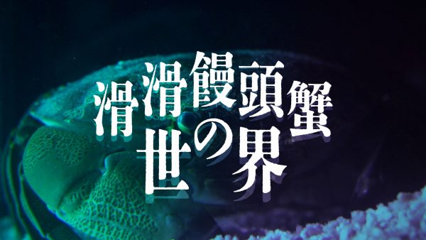 スベスベマンジュウガニ - 千葉県袖ケ浦市周辺の生物など