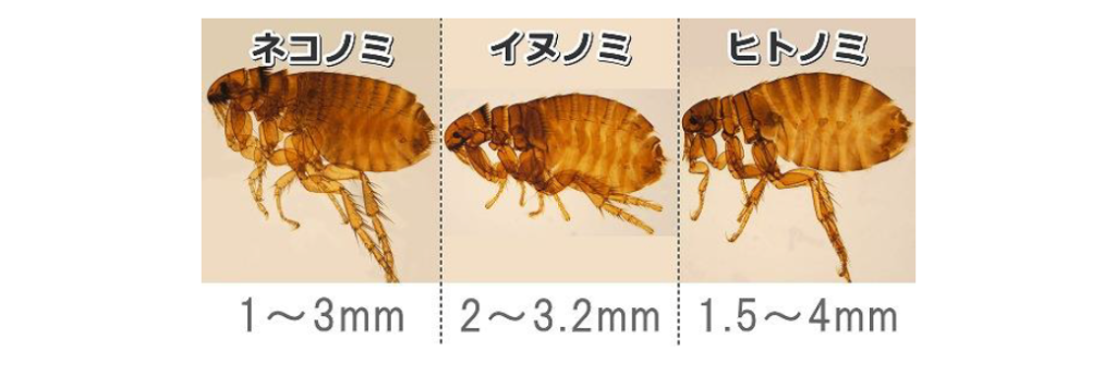 ノミ刺されの症状に効く市販の塗り薬ステロイド・かゆみ止め成分配合ミナカラ minacolor