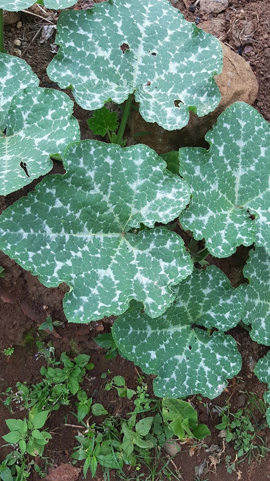 かぼちゃ葉に丸い穴が空くウリハムシミライ菜園