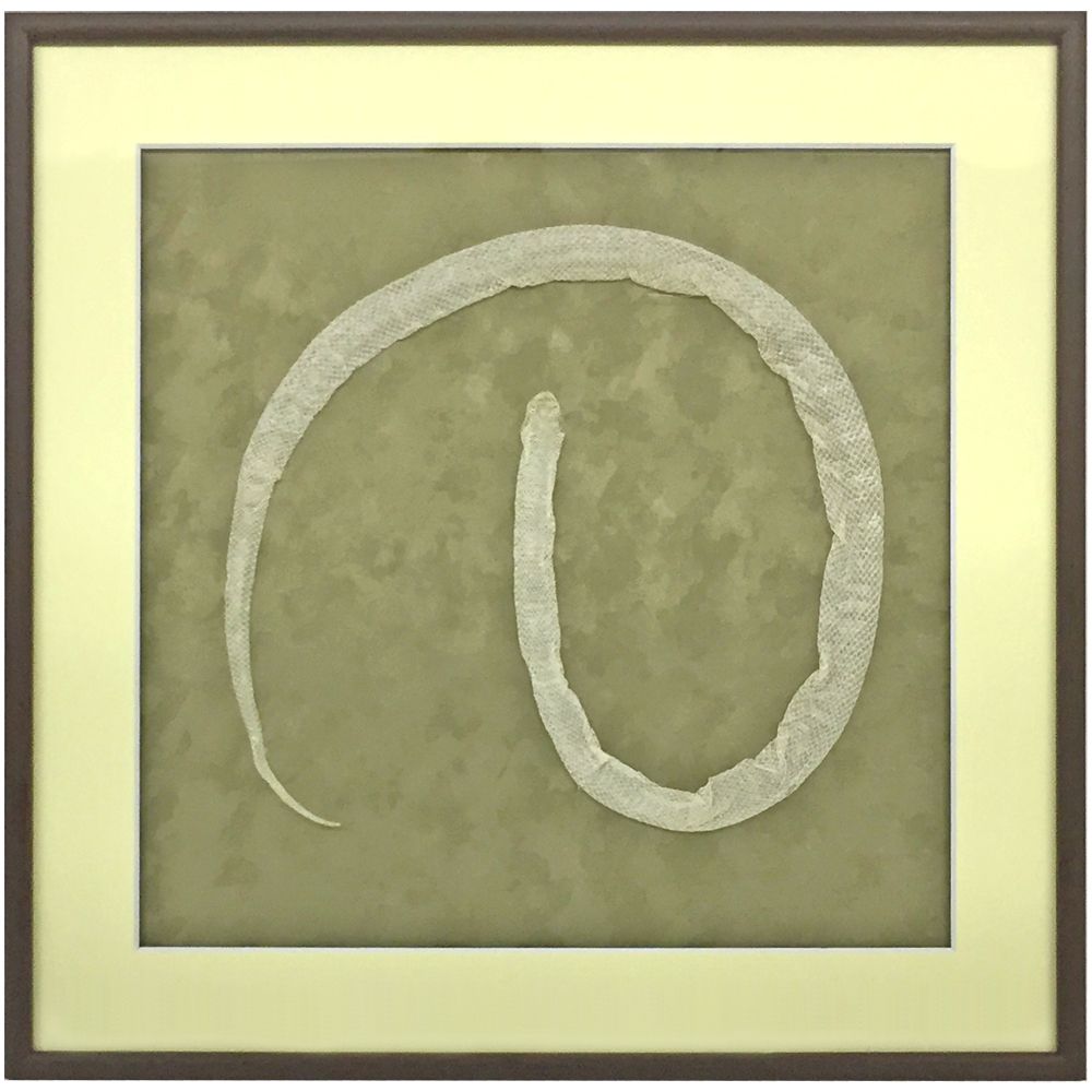 とぐろを巻くとぐろをまくtogurowomaku 是什么意思？-日文字典，日文中文 简体 字典 Mazii