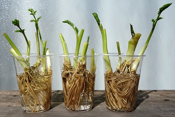 セリ 芹 を育てる スーパーで買った根付きセリ ハーブ栽培記録