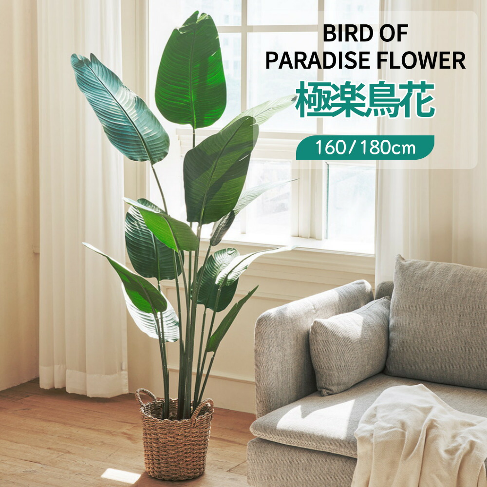 観葉植物 ストレッチア 引き取り希望 2m 観葉植物 ストレッチア 引き取り希望 2m