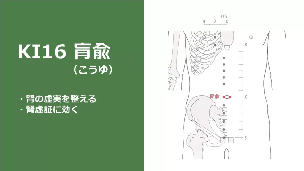 ツボ、検索、つぼ、経穴検索ツボの検索 新潟整体協会