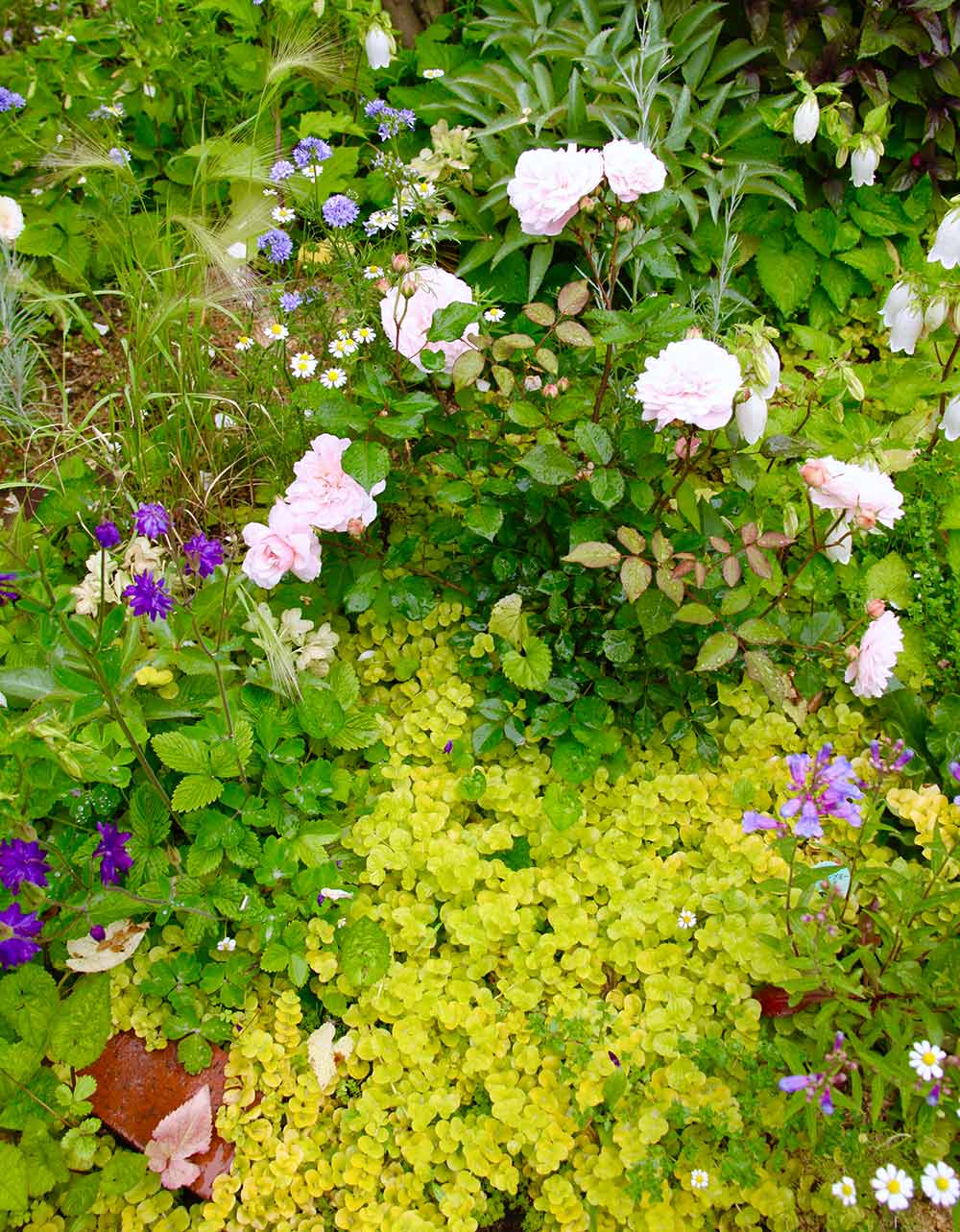 リシマキア リッシー 花苗 2.5～3号ポット植物のＩＴＡＮＳＥ 全品送料無料・即出荷