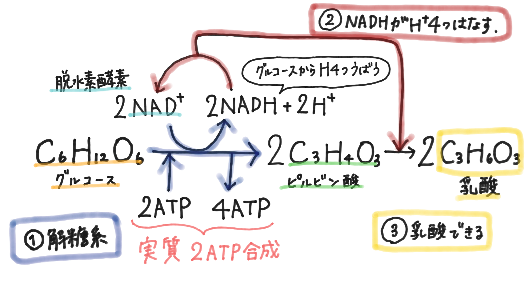 ブログで発酵教室！奄美大島の伝統的な発酵飲料「ミキ」の作り方麹の仲間たち