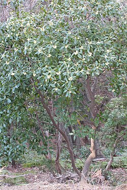 シキミ毒山菜図鑑