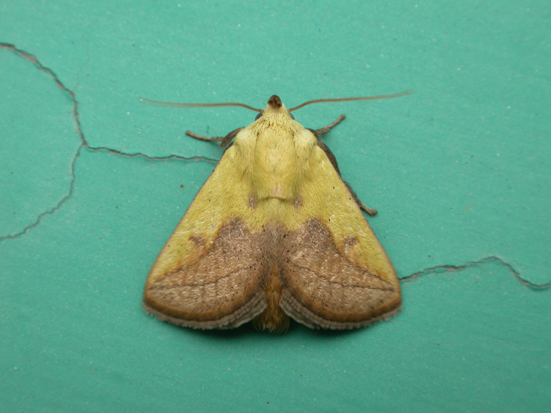 刺されるととても痛い！電気虫 イラガ とは？イラガの潜む、つきやすい木を紹介愛知県・静岡県の電気工事・電気工事士求人は豊橋市のK's電設まで