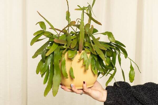 ホームセンターで買ったリプサリス・ピロカルパ栽培ブログ観葉植物のお悩みを解決するなら観葉植物ラボ