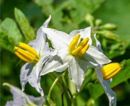 ワルナスビKINCHO園芸