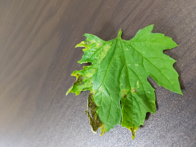 一覧表あり 症状からわかるゴーヤの病気農業・ガーデニング・園芸・家庭菜園マガジン AGRI PICK