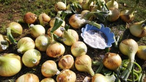 タマネギ灰色かび病石川県