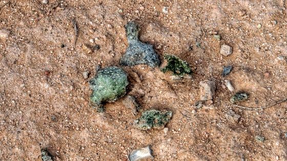 忘れられた声＞ 上 秘密 世界初の核実験から７５年：中日新聞Web