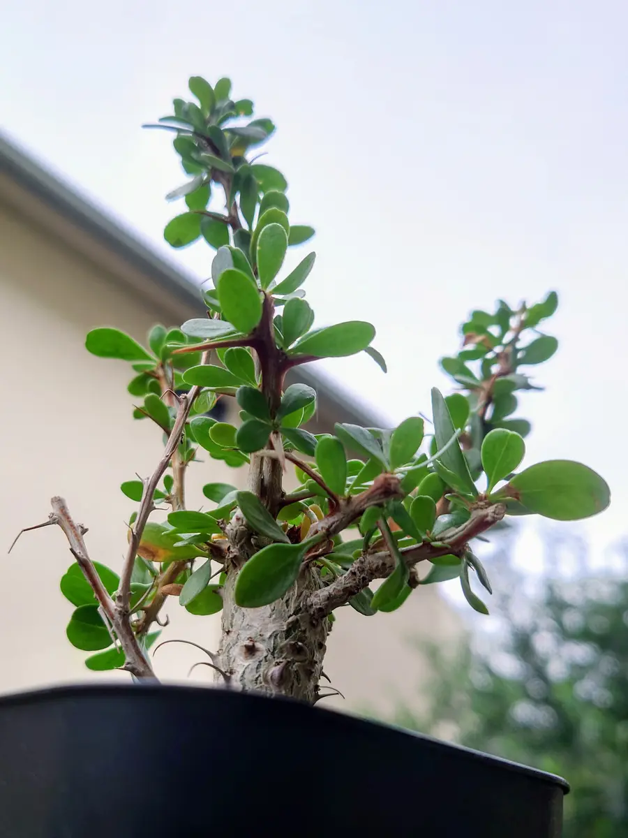 「目ギンギン」は英語で何と言うの？ネイティブが使う日常英会話