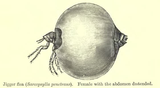子どもたちの足元から未来を守りたい。ケニアへ靴を届け、スナノミ症解決へ