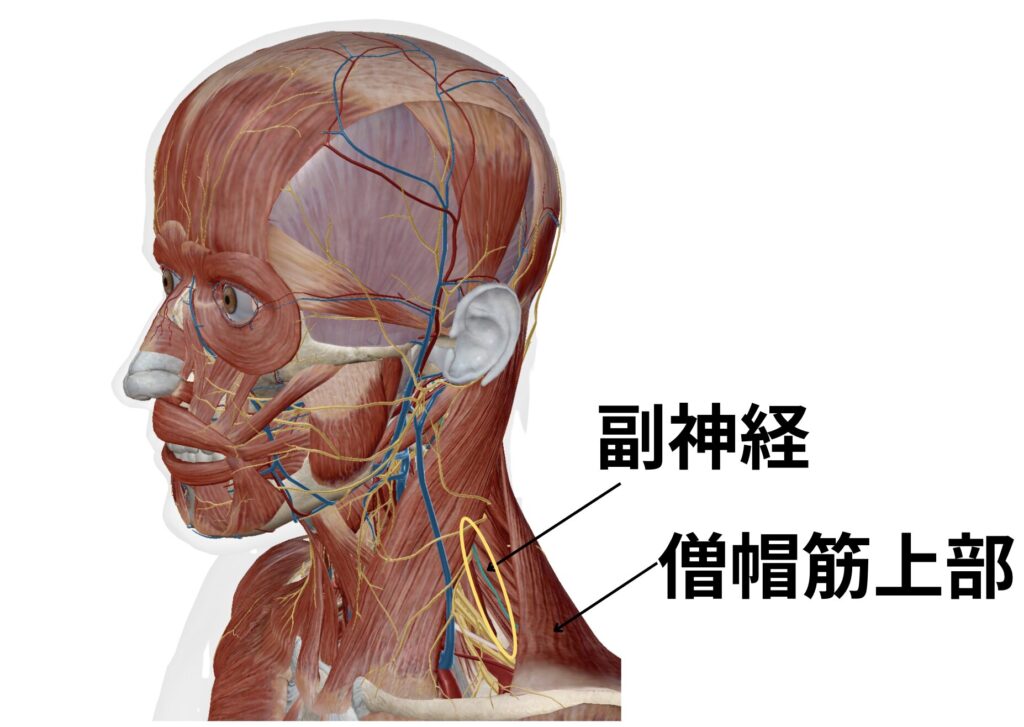 小菱形筋・大菱形筋を触察するためのランドマークリハビリお役立ち情報FUNDA-REHA BLOG