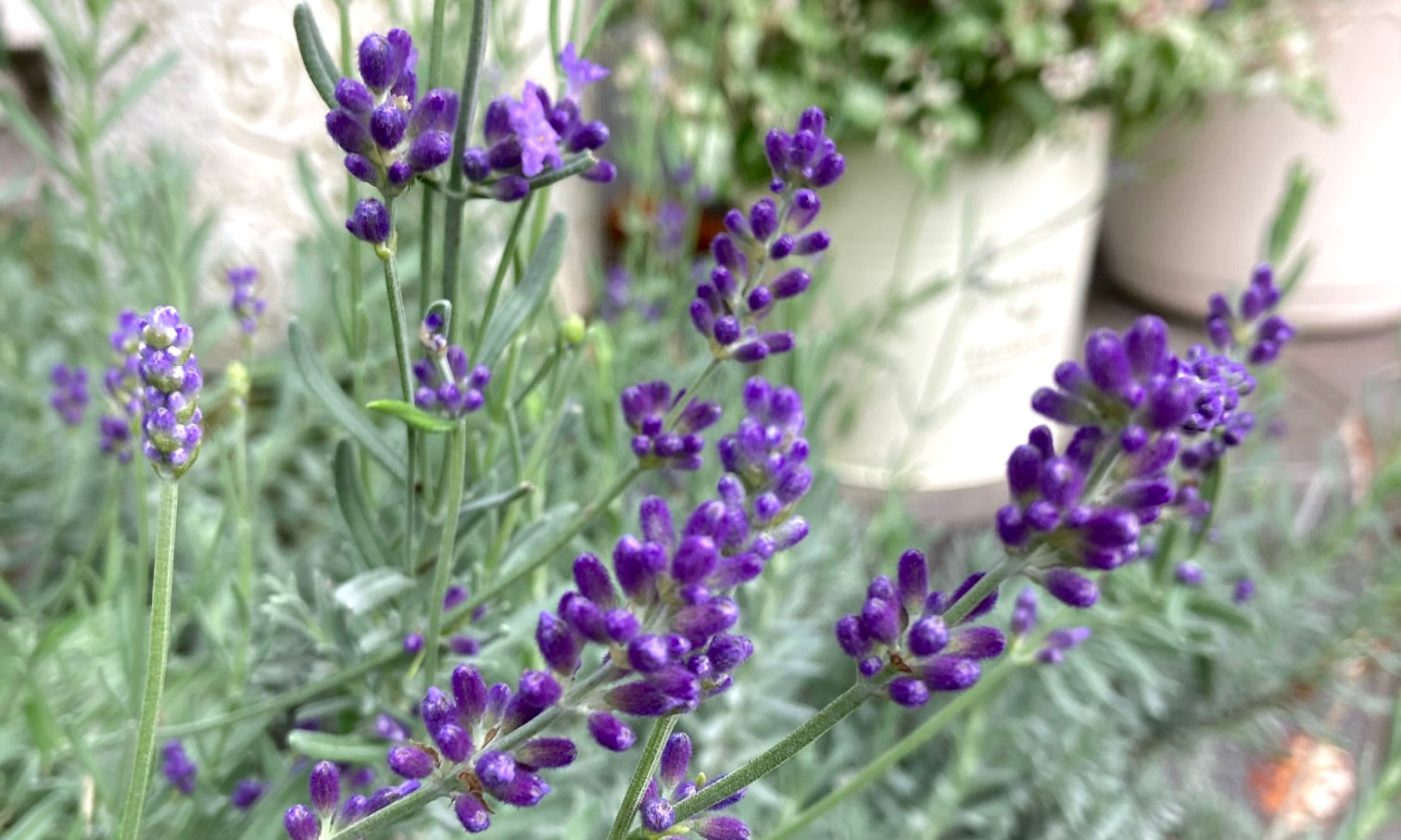 ラベンダーを買い、鉢に植え替えました。が、穂先の部分が垂れ 園芸相談Q＆Aみんなの趣味の園芸