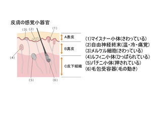 これが精神障害者手帳です : いちじく日記＊てんかんをご存知？＊