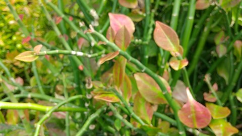 楽天市場 夏 ギフト 観葉植物 プレゼント 大銀竜 ペティランサス ６号 鉢植え 次回9月中旬〜お取り寄せ 地域限定 送料無料 Pedilanthustithymaloides Variegatus 多肉植物 斑入り葉 バリエガーター ダイギンリュウ 誕生日 お祝い サマーギフト お中元 夏のギフト