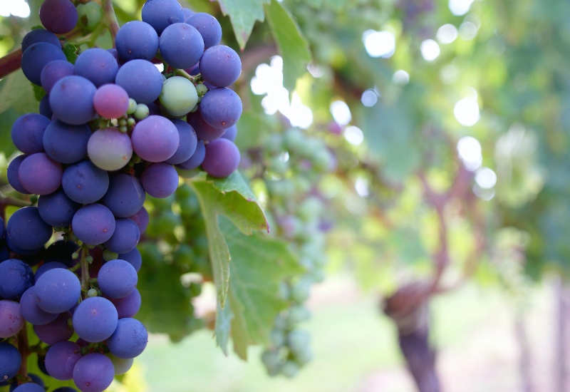 ブドウは痩せる?太る?ダイエット効果をカロリー・栄養素から徹底解説FitMap