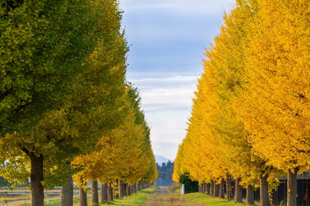 認知症にも効果あり？ テレビCMで聞く「イチョウ葉エキス」とは - 介護の専門家に無料で相談「安心介護」介護の基礎知識