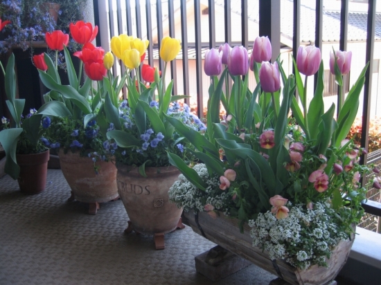 ビオラ チューリップ クロッカス 寄せ植え プランター - roselogバラの剪定開花の記録