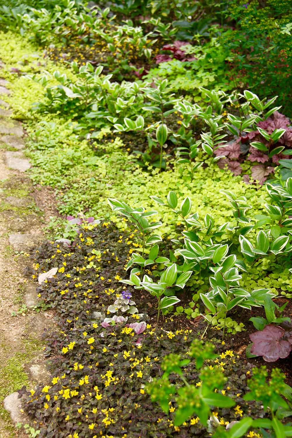 リシマキアは日陰もバラの株元も美しく彩る這って広がる植物GardenStoryガーデンストーリー