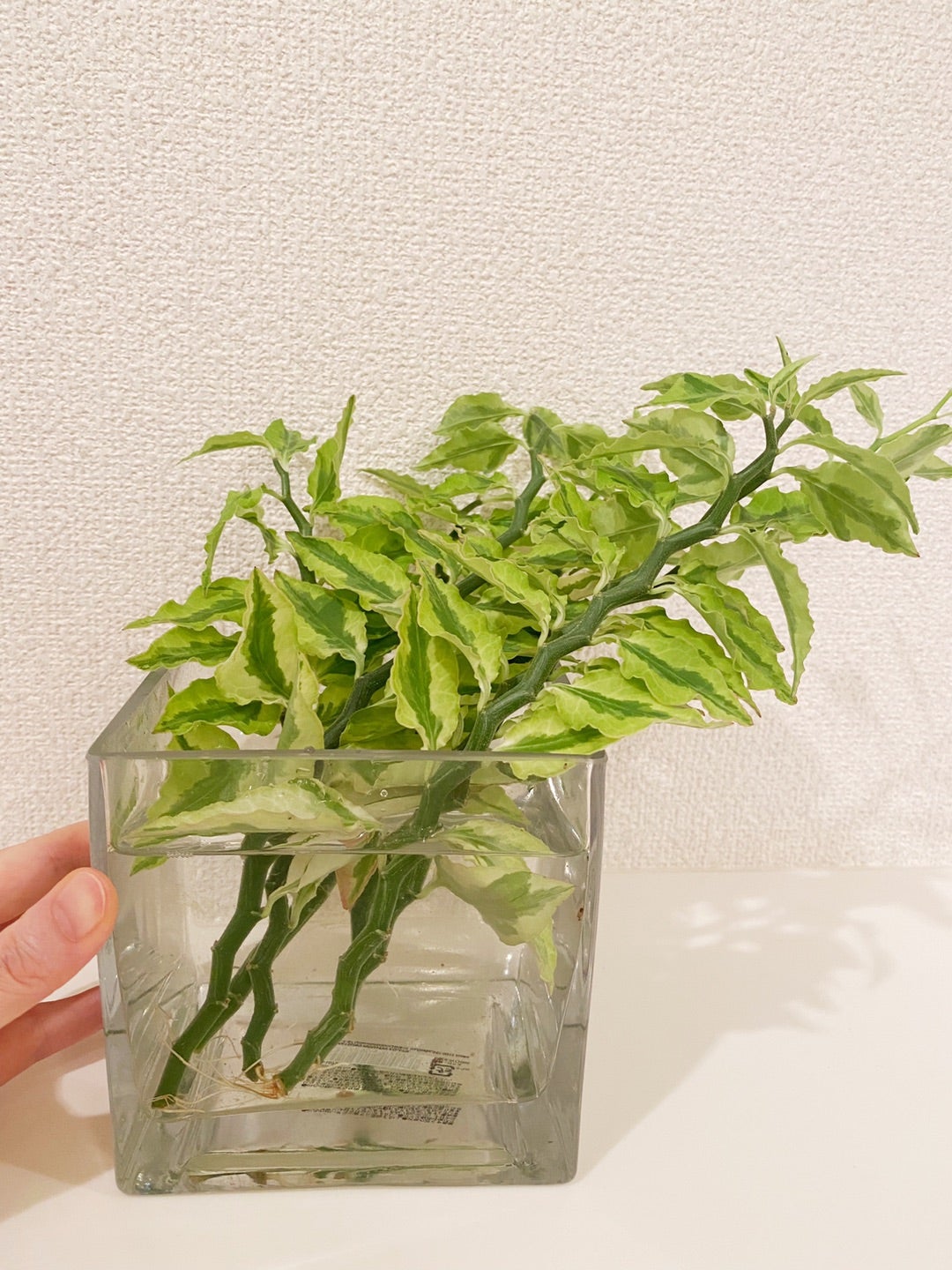 ぺディランサス・ミルクハーモニー公式 e-花屋さん