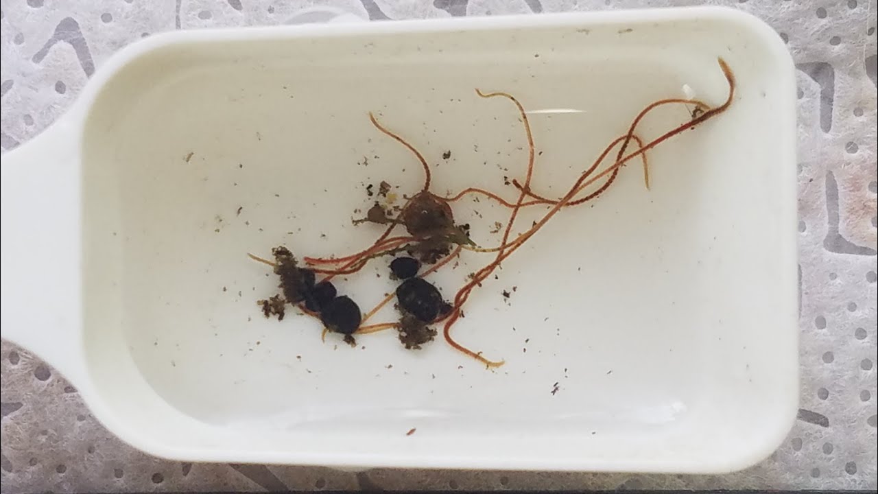 虫注意 うわぁ！ビオトープに虫の死骸がめっちゃあるんだけど！？しかもなんかくっせぇわ！！ - urakatahero“B”log