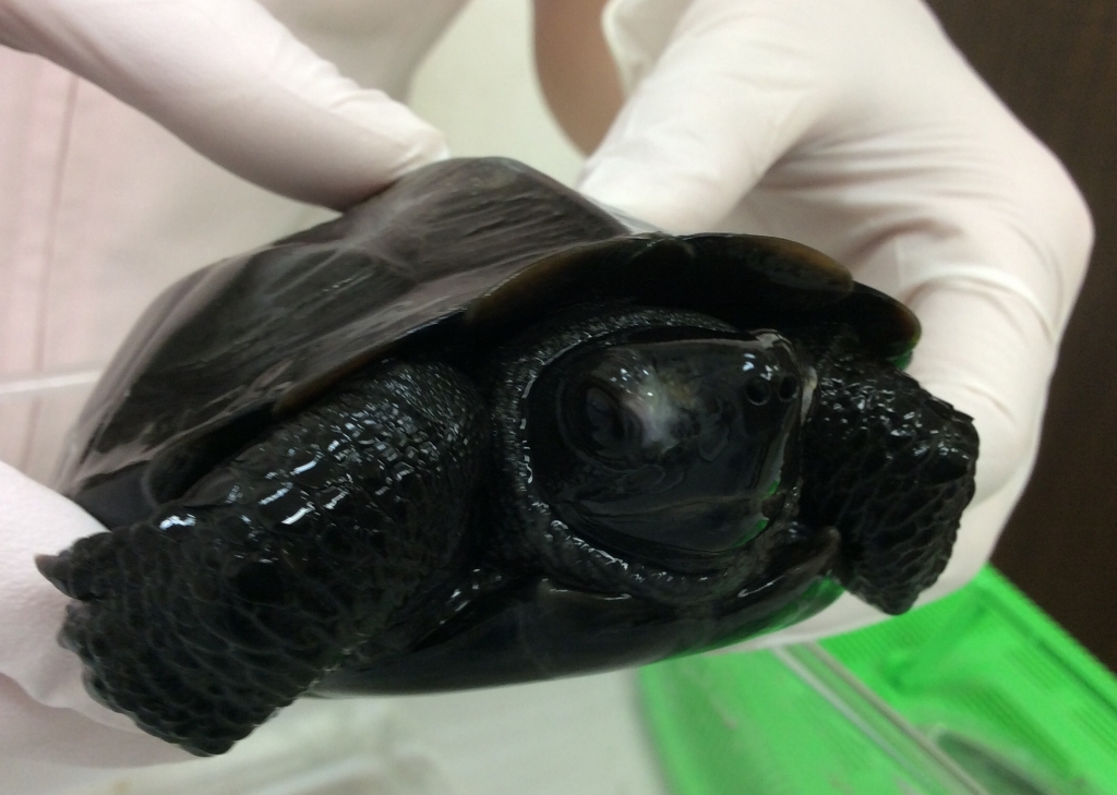 クサガメブラック？～薬浴療法開始の顛末中年とカメ c⌒っ ´・д・ っ - 楽天ブログ