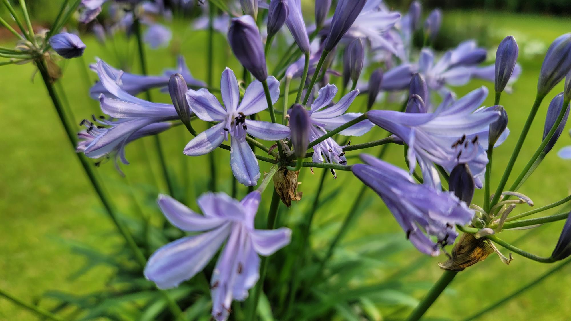 アガパンサス プラエコクス の特徴や育て方、増やし方等の紹介 コモンアガパンサス