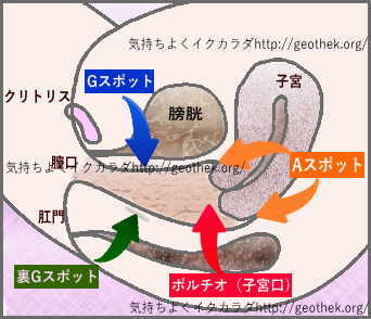 医師監修】名器を持つ女性の特徴は？調べ方と近づけ方 - 夜の保健室