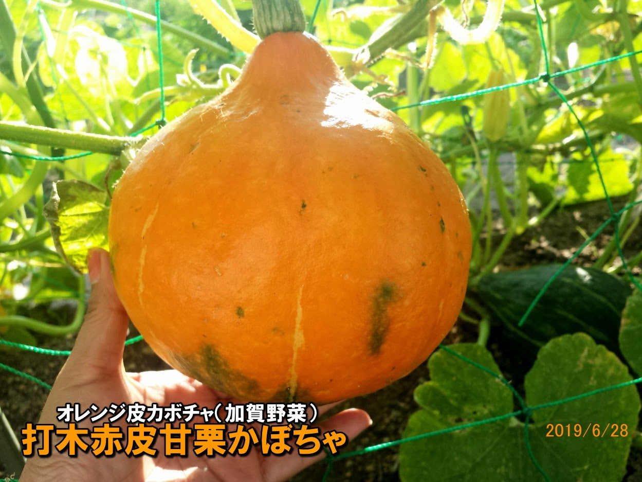うどんこ病の特徴と対策家庭菜園 野菜づくり事典