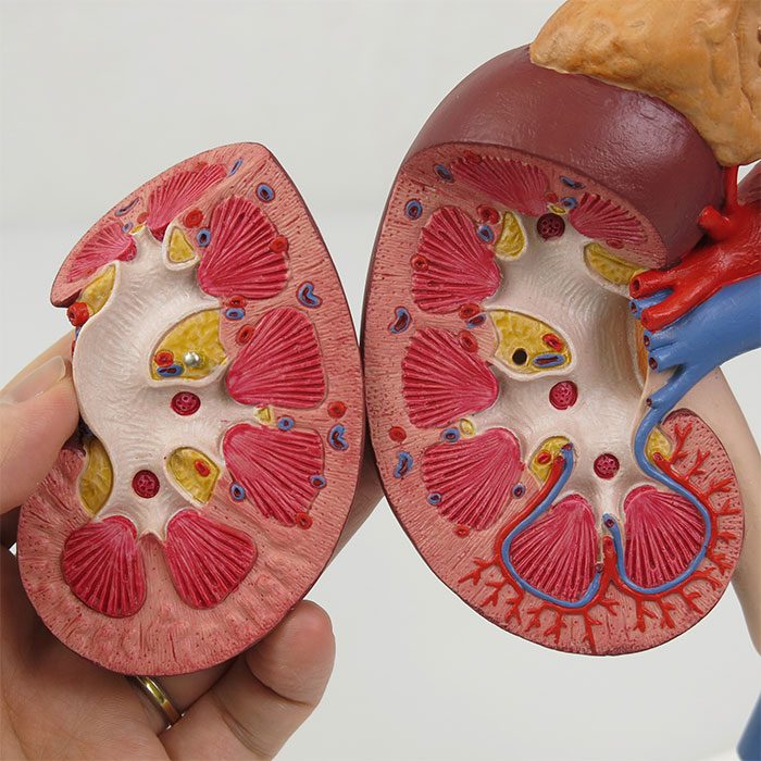 ブタの腎臓の解剖をしました！岡山県立鴨方高等学校