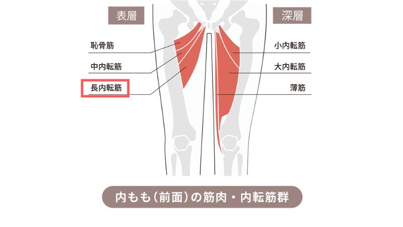 Visual Anatomy 視覚解剖学
