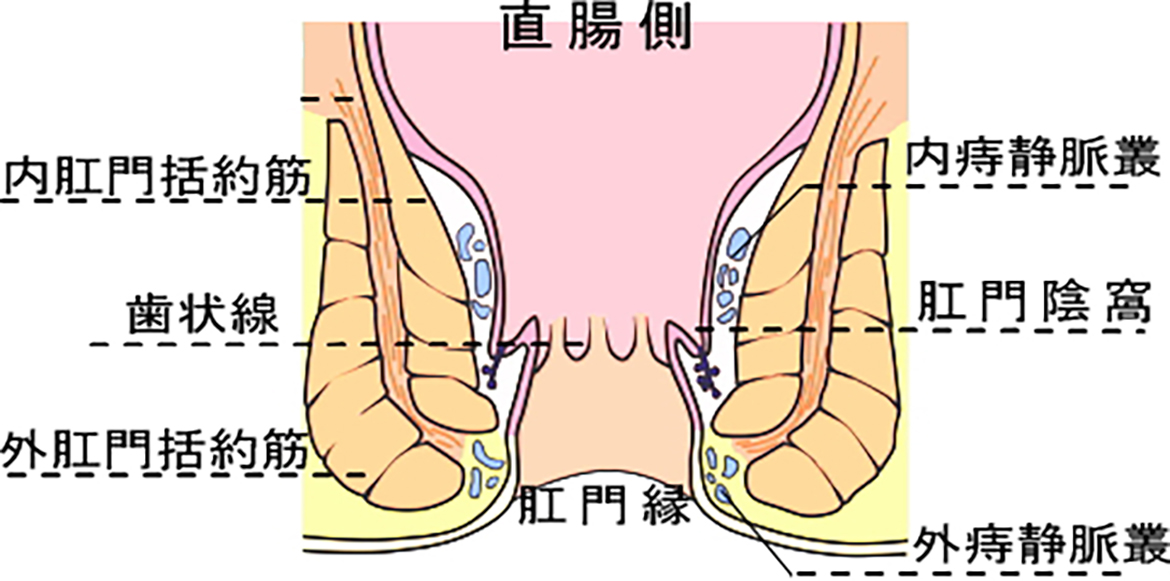 いぼ痔の治療・手術東京都足立区で入院病床50床完備のいぼ痔の治療なら寺田病院駐車場30台完備・扇大橋駅前